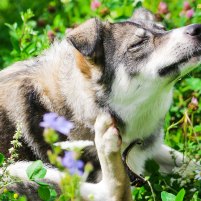 Understanding Allergies in Pets