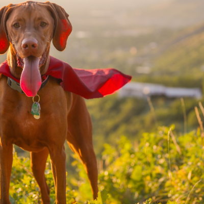 Could Your Pet Be a Lifesaver? – Join Our Blood Donor Program