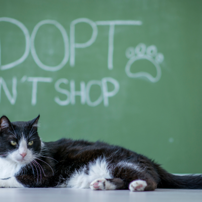 Thinking of Adopting a Cat? Here’s What You Need to Know