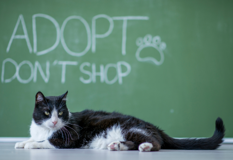 SEPT- Cat adoption