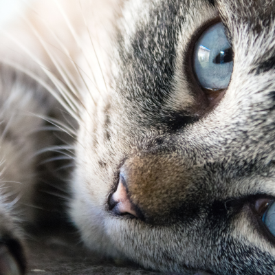 Compassionate End-of-Life Care for Pets