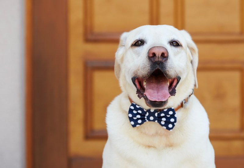 Dec 15- Getting a new pet