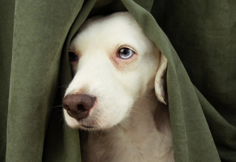 Dec 29 Pet Anxiety fireworks