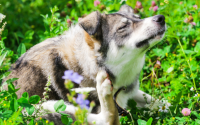 Understanding Allergies in Pets