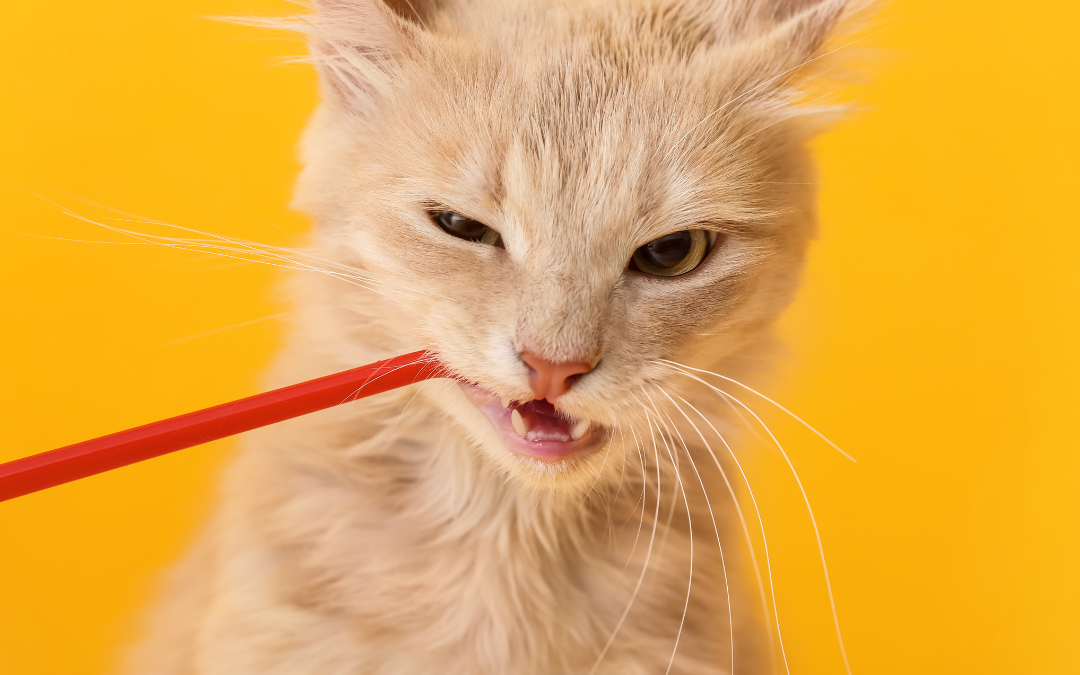 Dental Health for Pets: What Every Owner Should Know