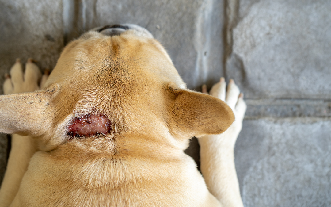 Hot Spots in Dogs: What to Watch For in Humid Weather