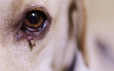 Paralysis Ticks: Prevention, Symptoms & What to do