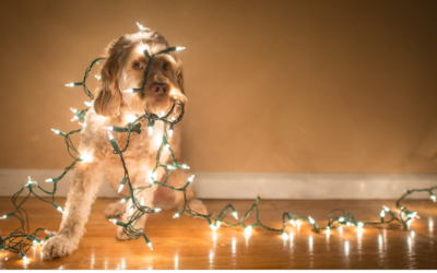 Keeping Your Pets Safe This Christmas