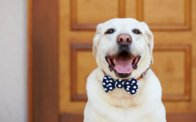 Thinking of Getting a New Pet? What You Need to Know