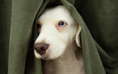 Fireworks and Storm Phobia: Helping Your Pet Stay Calm