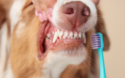 Early Signs of Dental Disease Most Pet Owner Miss