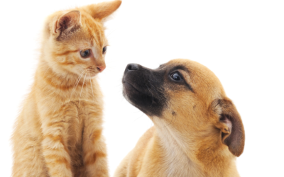 Why You Should Desex Your Pet: Protecting Their Health and Our Community