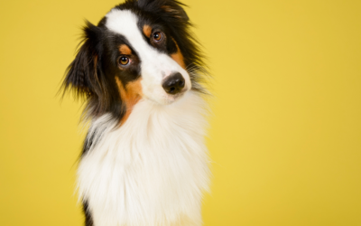 The Hidden Health Risks Pets Often Don’t Show, Until It’s Serious