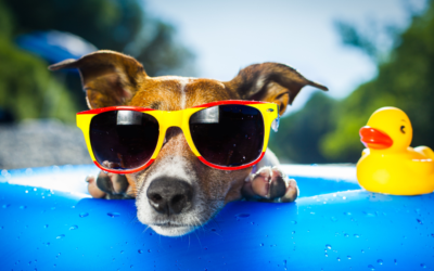 Keeping Pets Safe in Summer Heat: Hydration & Heatstroke Prevention