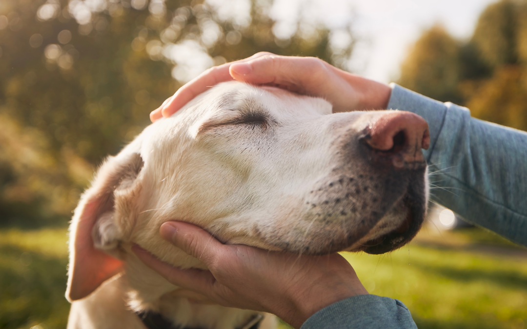 Recognising the Signs of Arthritis in Pets