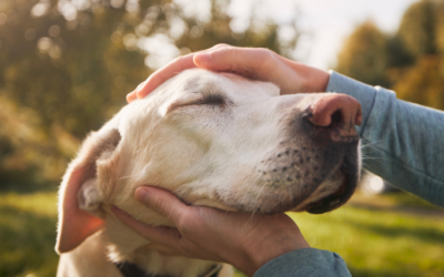 Recognising the Signs of Arthritis in Pets