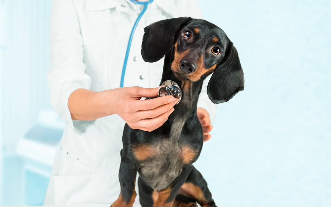 Veterinary Emergencies: What to Watch For & When to Call Us