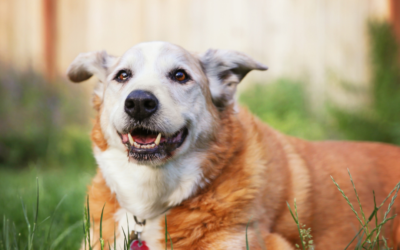 Winter Promotion for Senior Pets