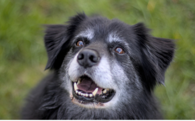 Caring for Older Pets: Winter Wellness Tips
