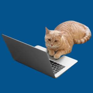 Meet the Team - Cat