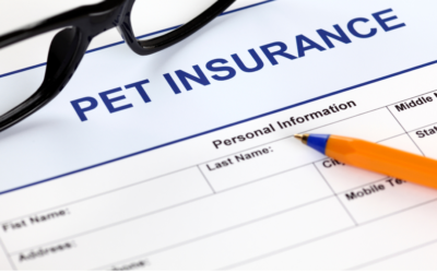 Understanding Pet Insurance: It is worth it?