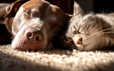 Why Preventative Care Is the Key to a Longer, Healthier Life for Your Pet