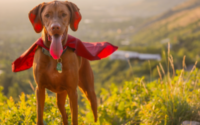 Could Your Pet Be a Lifesaver? – Join Our Blood Donor Program