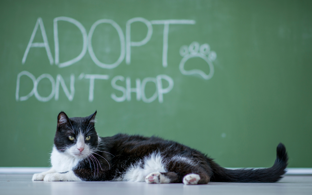Thinking of Adopting a Cat? Here’s What You Need to Know
