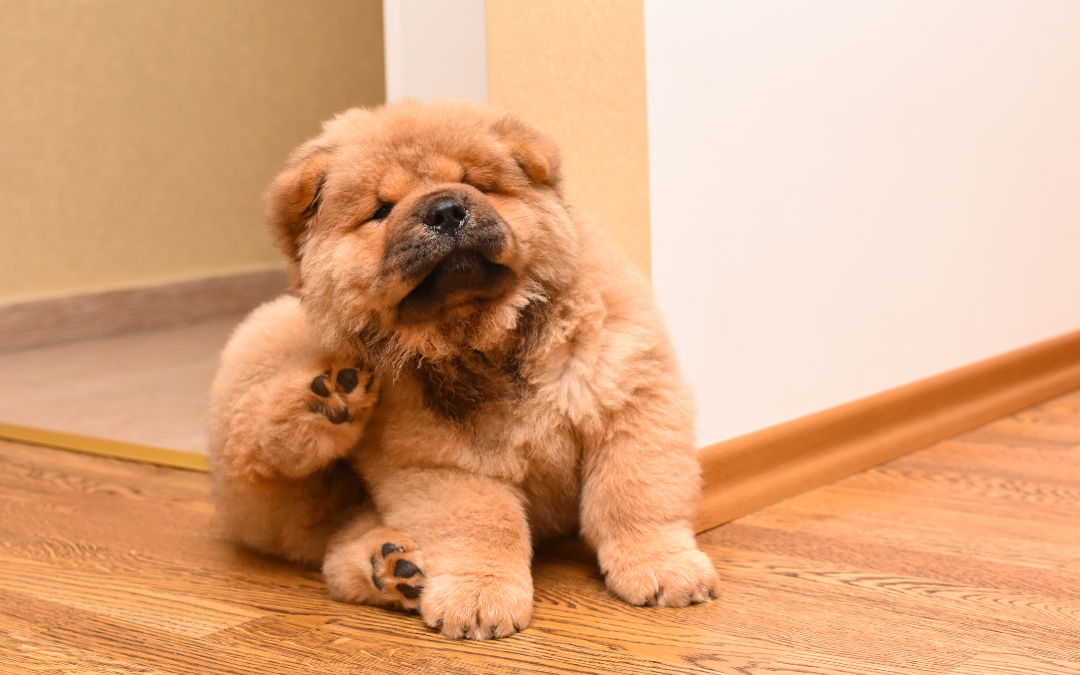 Springtime Flea Alert in Western Sydney: What Pet Owners Need to Know