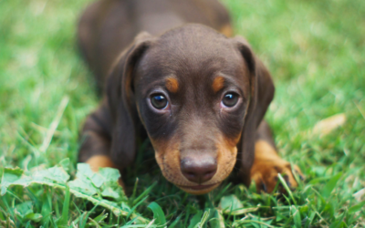 Your Puppy’s First Vet Visit: What to Expect