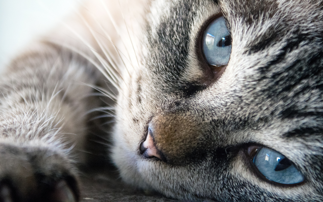 Compassionate End-of-Life Care for Pets