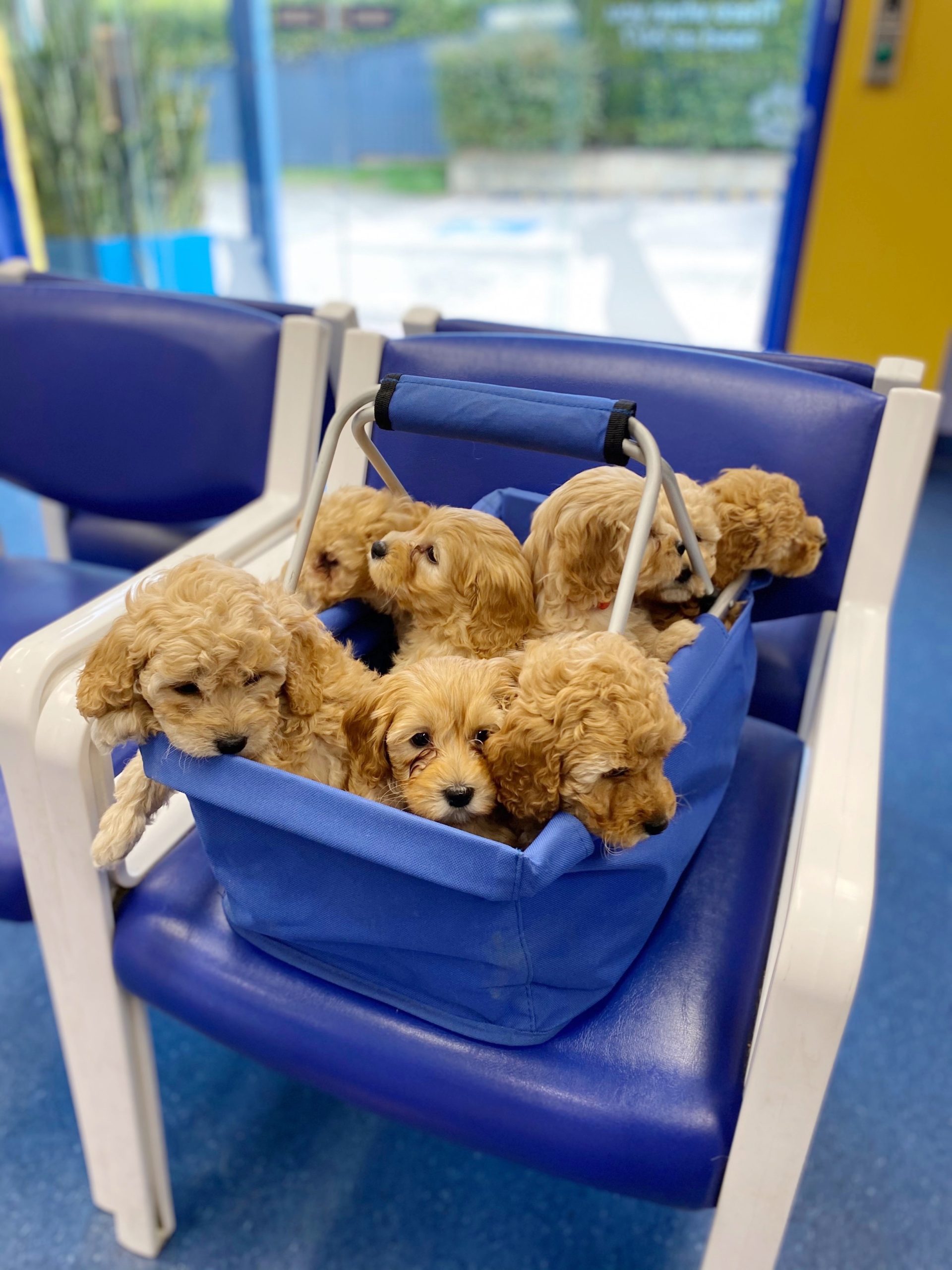 WellPet Vets - About Us Gallery - 02