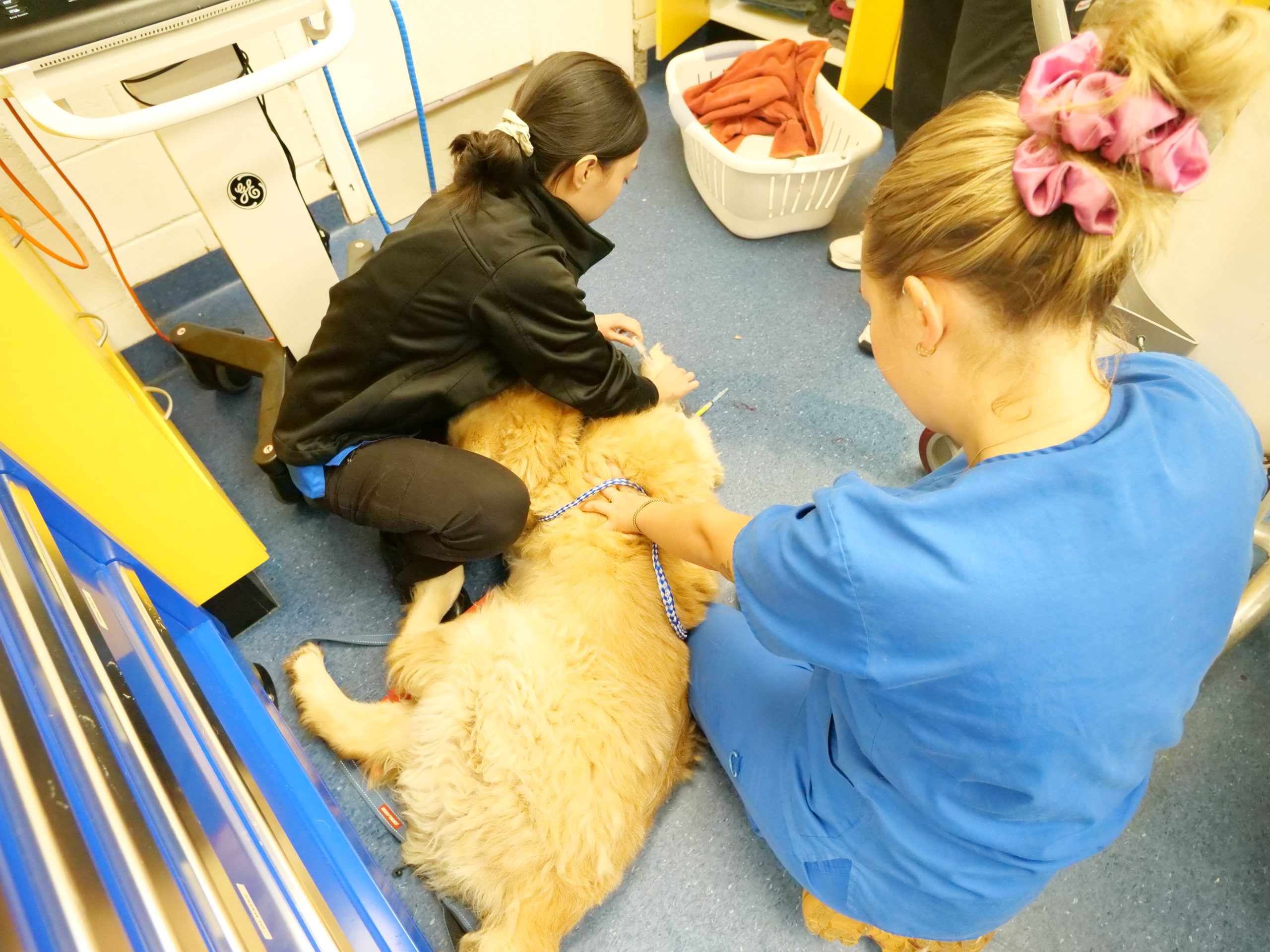 WellPet Vets - About Us Gallery - 08