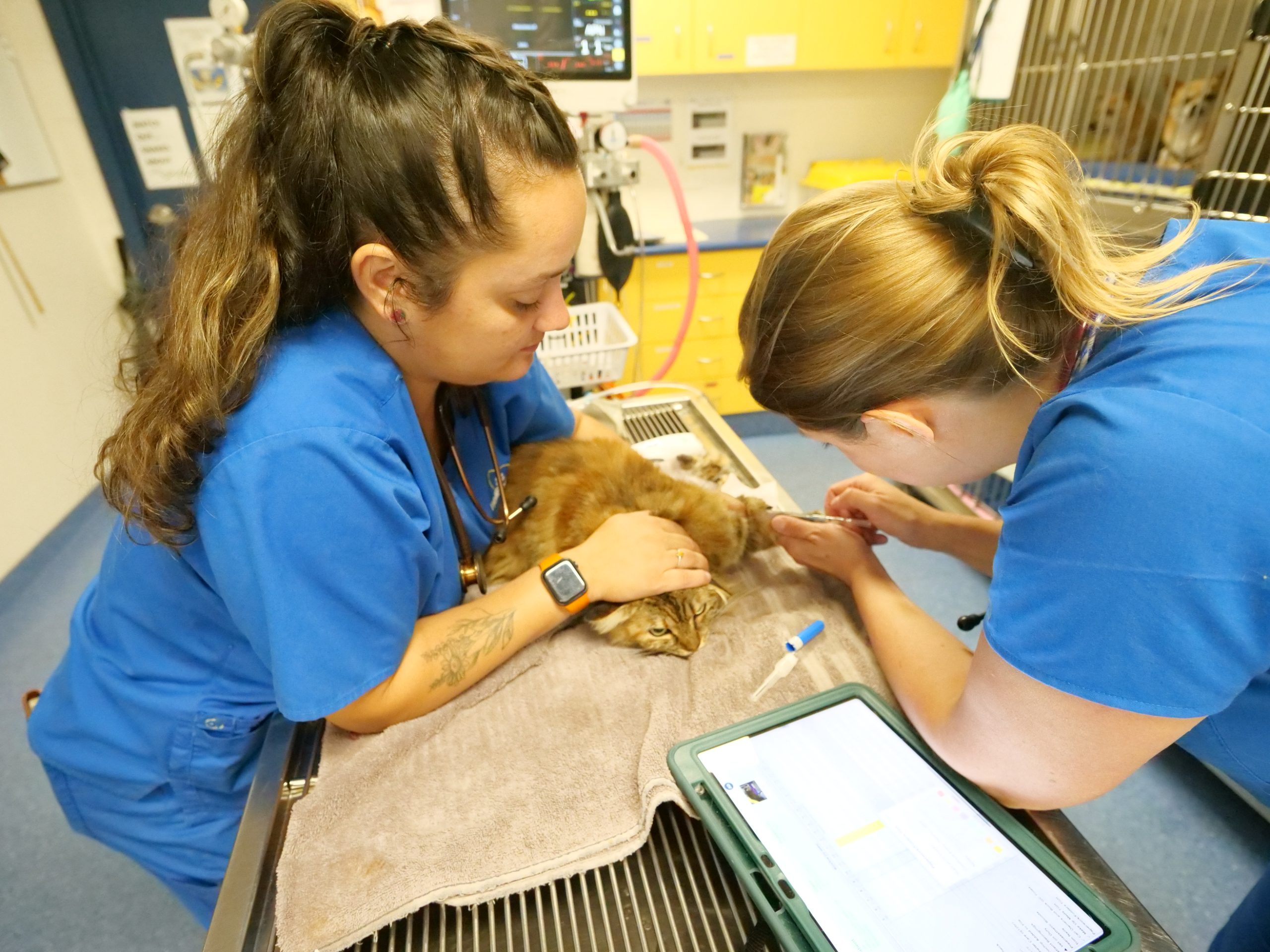WellPet Vets - About Us Gallery - 09