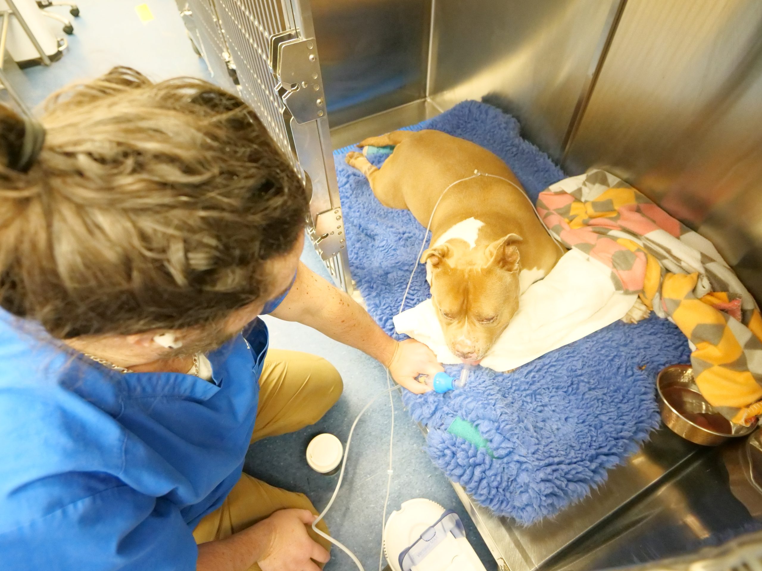 WellPet Vets - About Us Gallery - 12