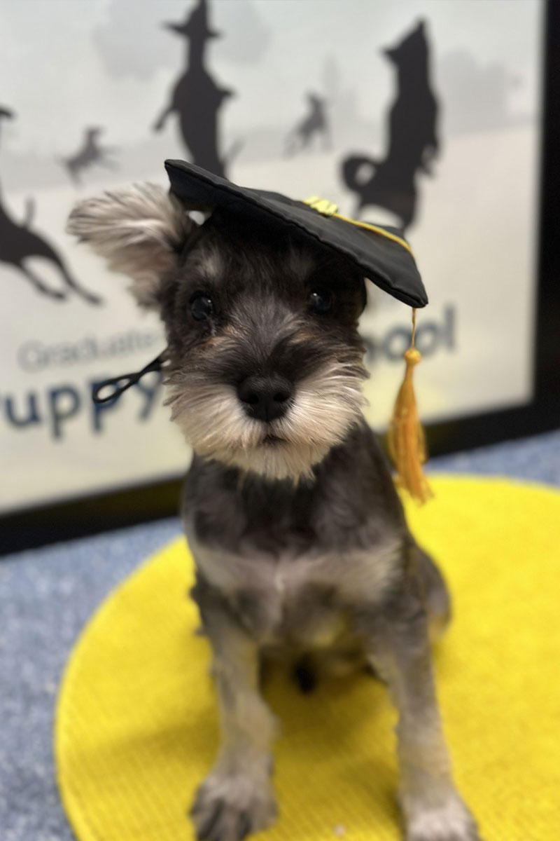 WellPet Vets - Behaviour Services - Puppy Pre-School