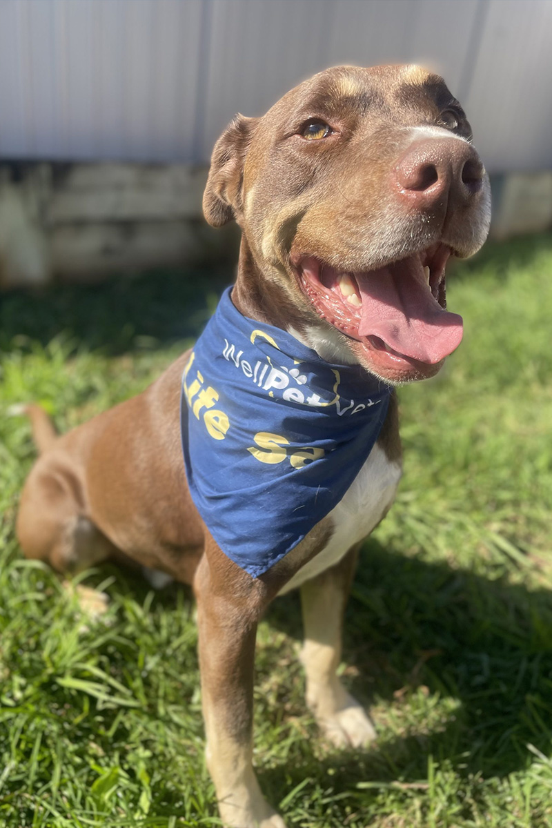 WellPet Vets - Blood Donor Program