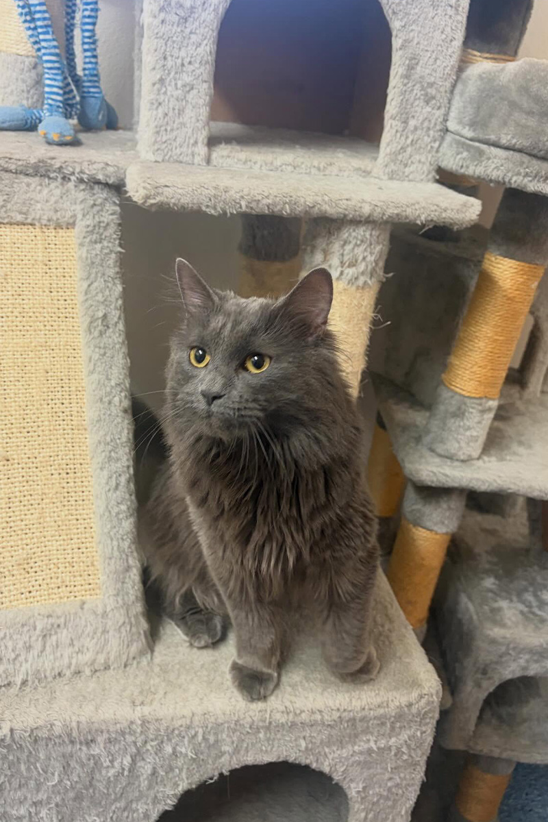 WellPet Vets - Cat Adoption Program - Mojito