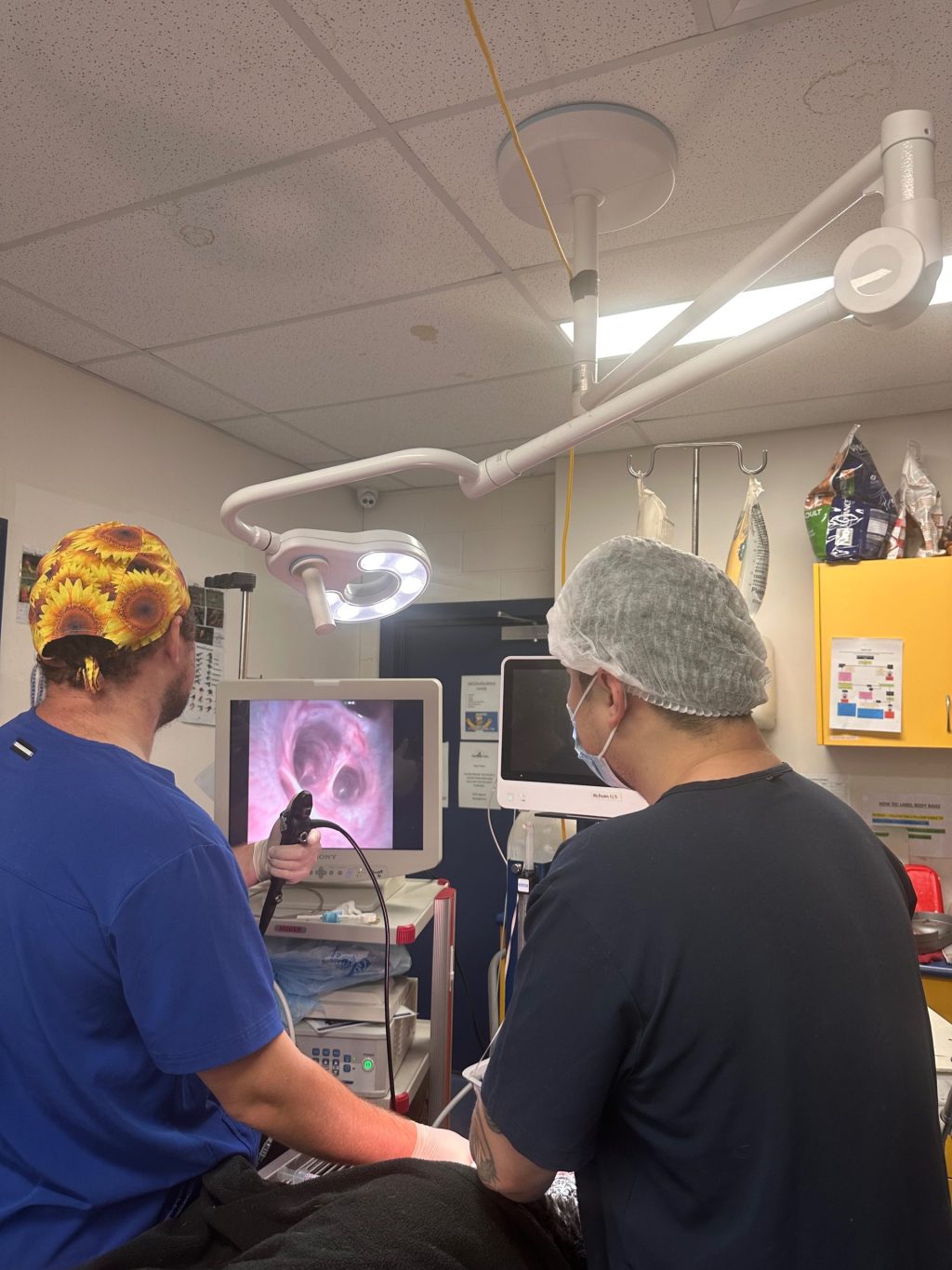 WellPet Vets - Emergency & Critical Care - Gallery 04