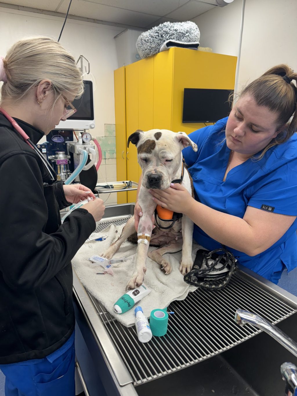 WellPet Vets - Emergency & Critical Care - Gallery 08