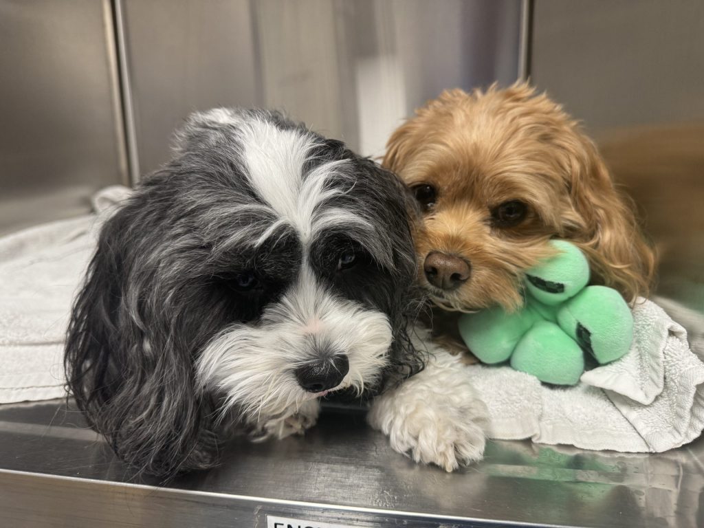 WellPet Vets - Emergency & Critical Care - Gallery 10