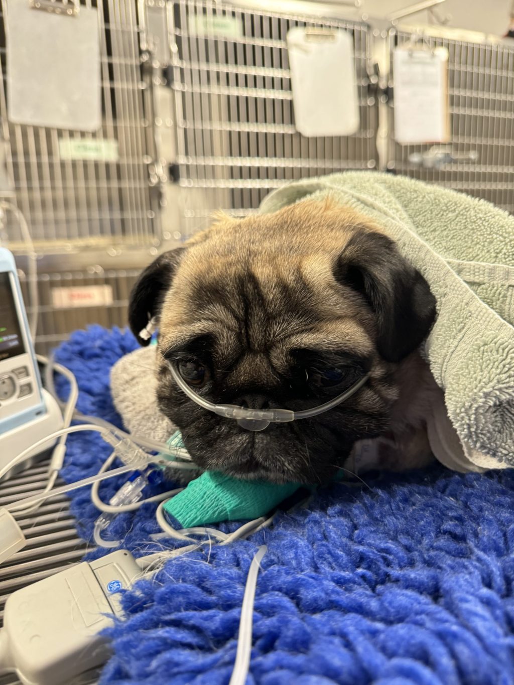 WellPet Vets - Emergency & Critical Care - Gallery 12