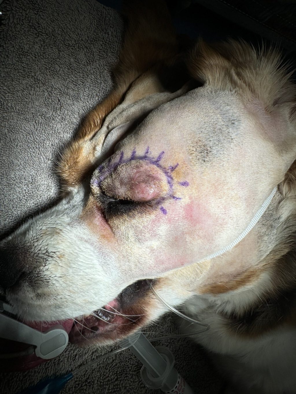 WellPet Vets - Emergency & Critical Care - Gallery 13