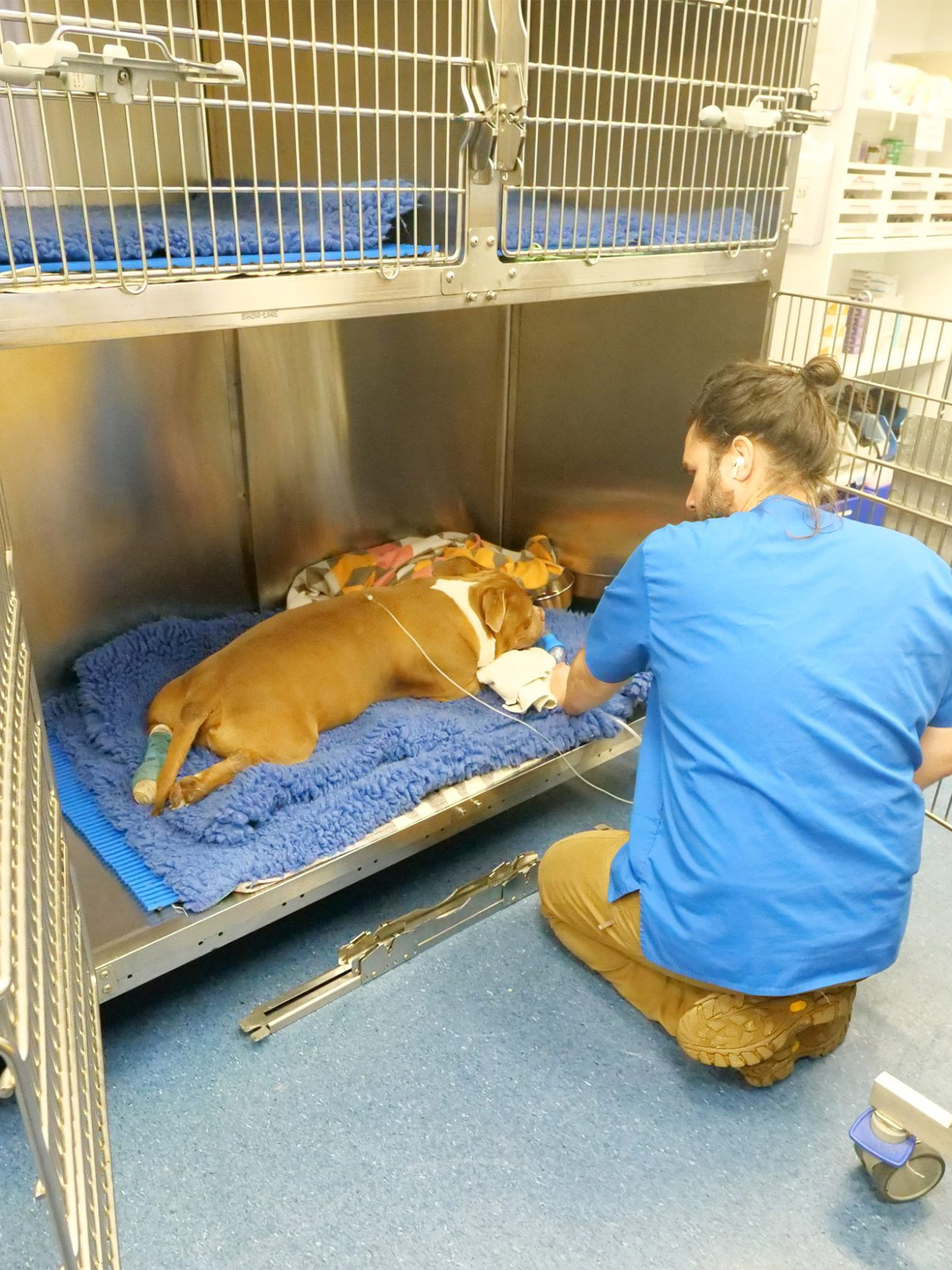 WellPet Vets - How to Prepare for Emergency Vet Care