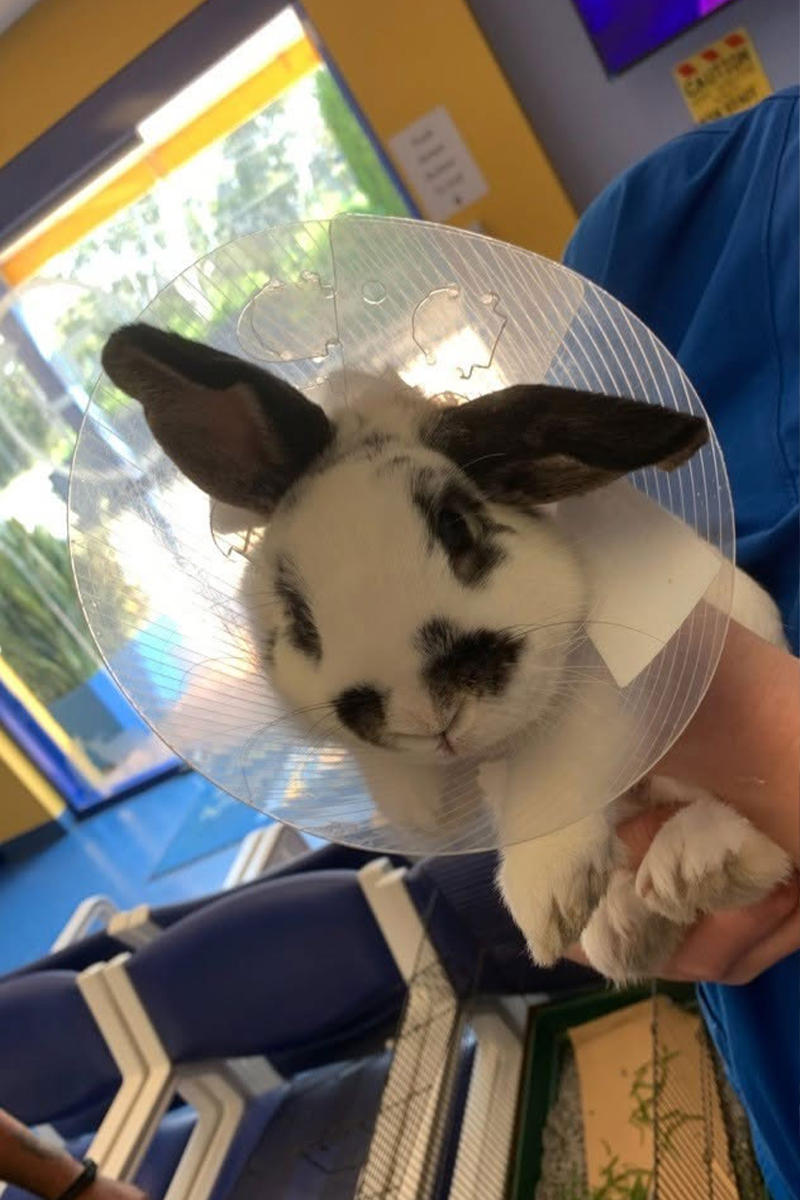 WellPet Vets - Exotic Pets - Rabbit Vet