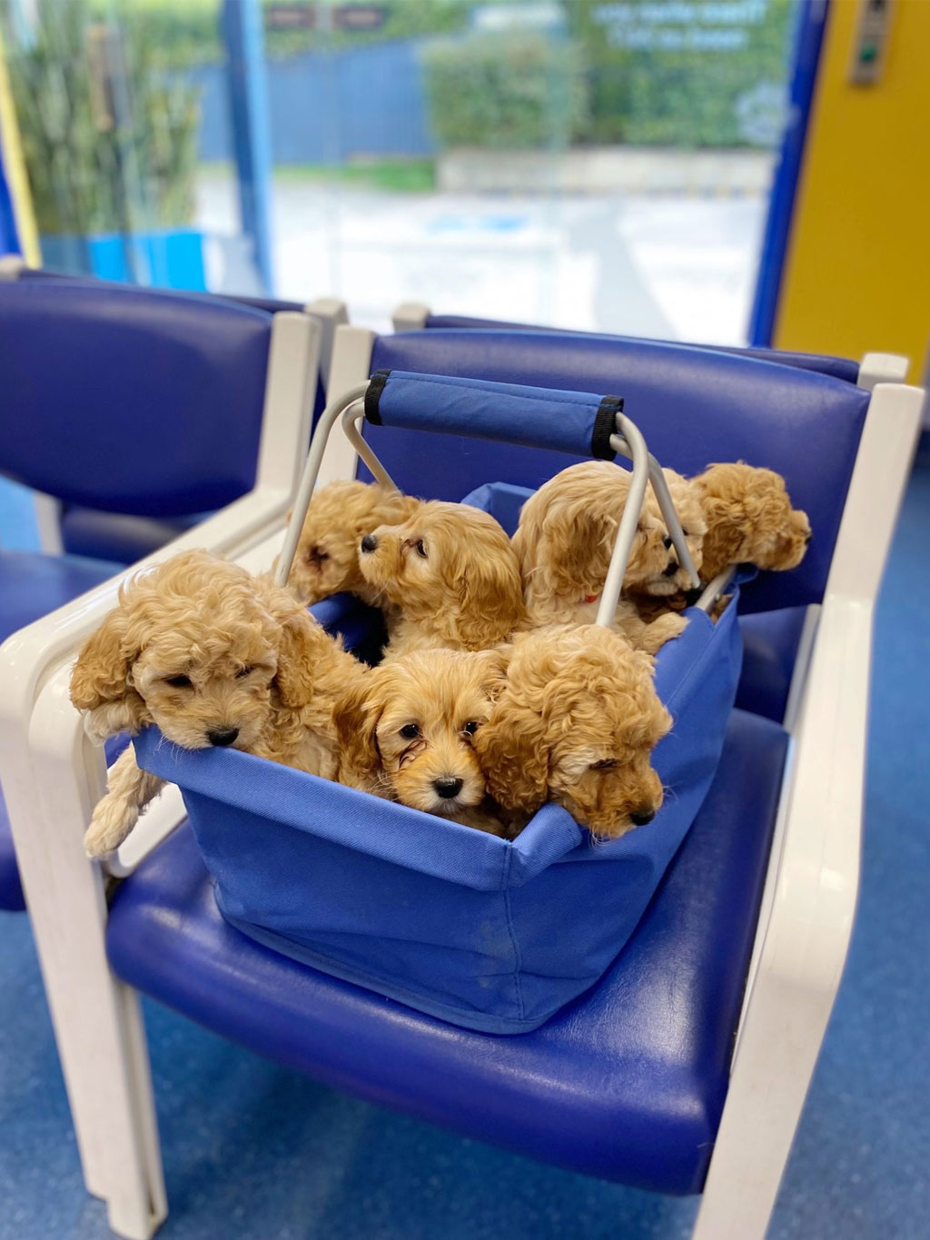 WellPet Vets - GP Services - Puppy & Kitten Care