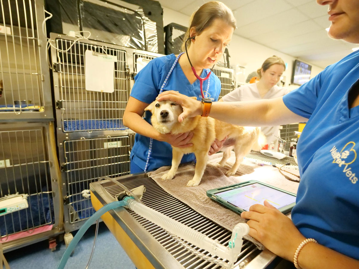 WellPet Vets - GP Services - Senior Pet Care 