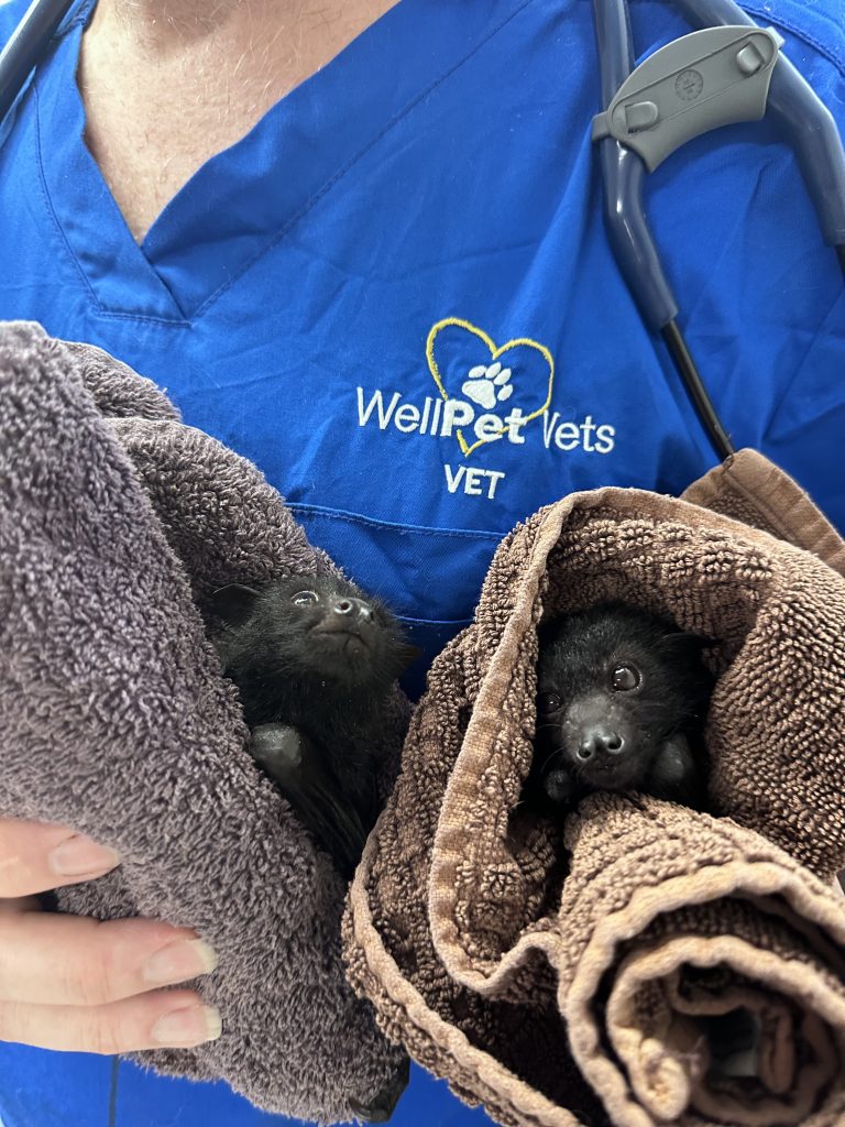 WellPet Vets - Gallery 02