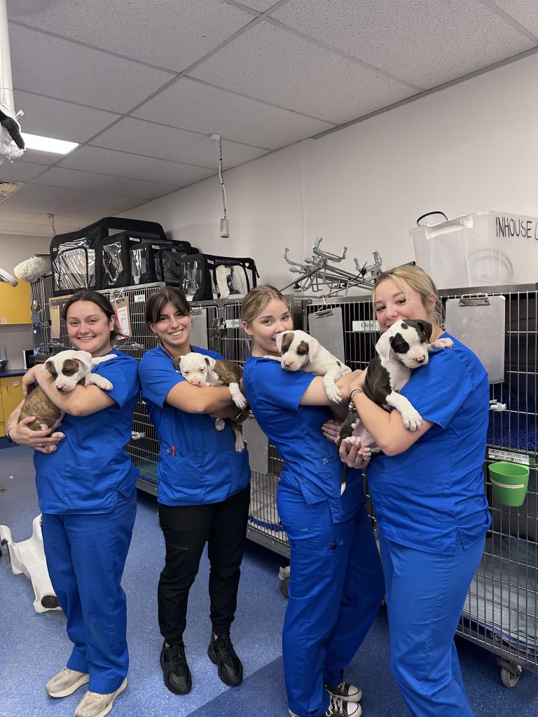 WellPet Vets - Gallery 06