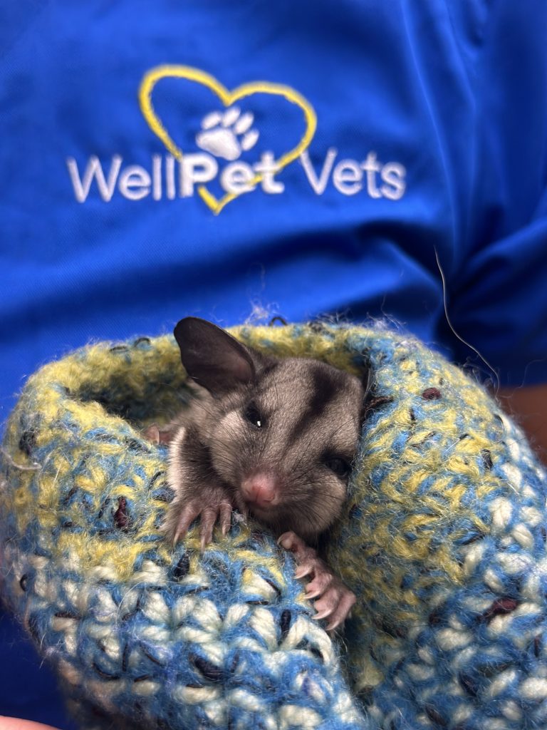 WellPet Vets - Gallery 07